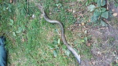 European eel, 1.5 kg