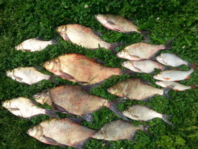 Carp bream, 1.2 kg — Kertuojai