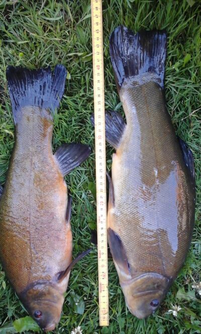 Tench ×3 — Kunigiškių
