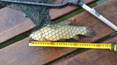 Tench, 0.4 kg