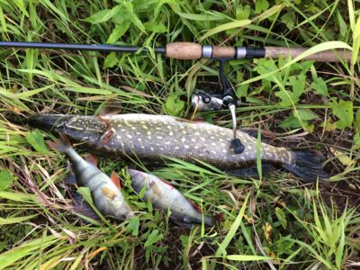 Northern Pike, 1.5 kg — Neris River