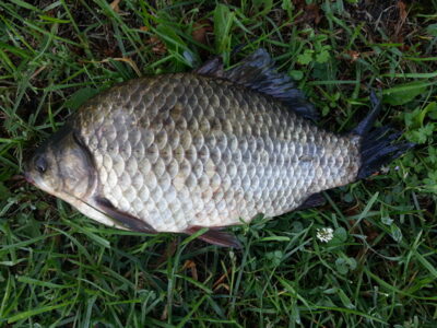 Prussian carp, 0.8 kg