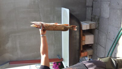 Northern Pike, 1.8 kg — Neman River
