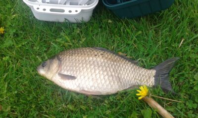Crucian carp, 0.6 kg