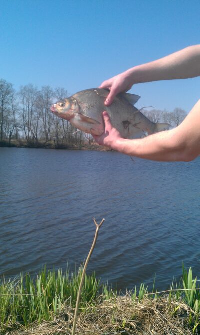 Carp bream, 0.9 kg — ATMATA