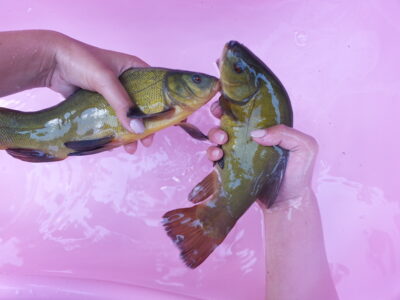 Tench, 1.2 kg — Dringis