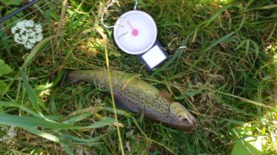 Brown Trout — Vilnia