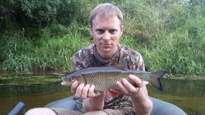 chub — Širvinta
