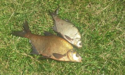 Carp bream, 1.6 kg — Kiemelių