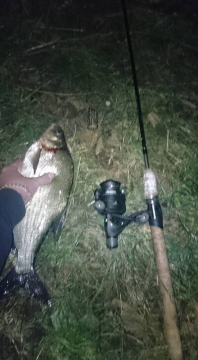 Carp bream, 1.1 kg — Luka