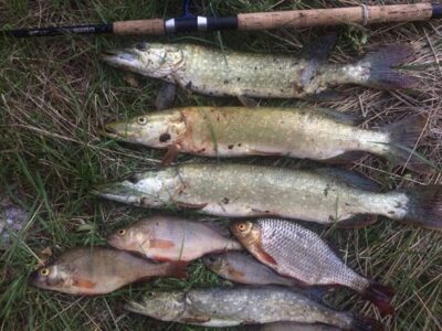 Northern Pike ×4 — Akmena