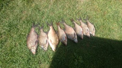 Carp bream ×8 — Angirių