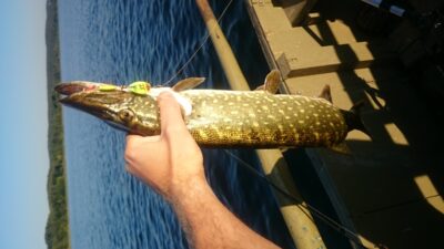 Northern Pike, 1.6 kg — Elektrėnai reservoir