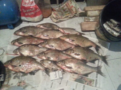 Carp bream ×13 — Neman River