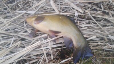 Tench, 1.4 kg