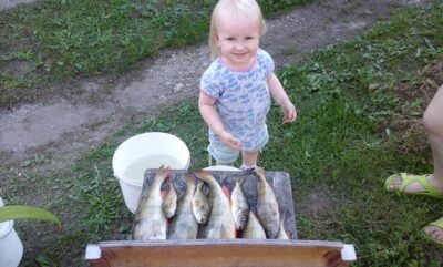 Eurasian perch — Kunigiškių
