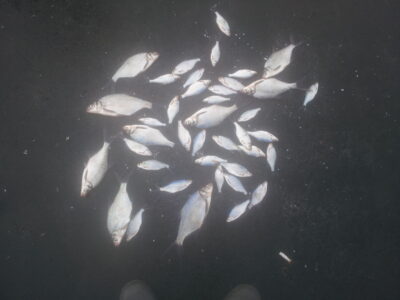 Carp bream