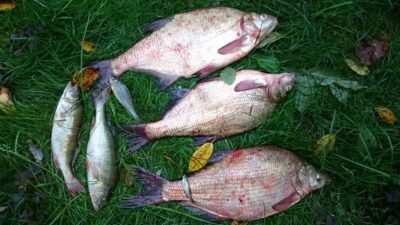 Carp bream ×3 — Kuršių