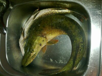 Northern Pike, 4.3 kg