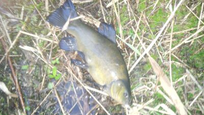 Tench, 1.6 kg