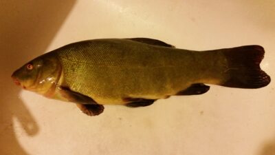 Tench, 1.0 kg — Galvė