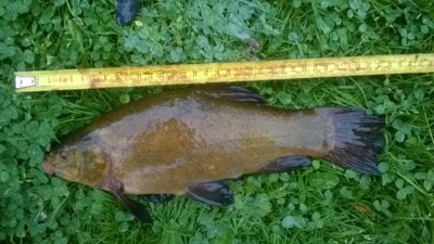 Tench, 0.7 kg