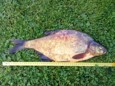 Carp bream, 1.8 kg — Kavarsko