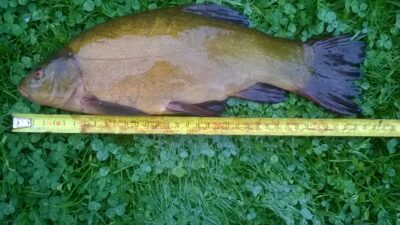Tench, 0.8 kg