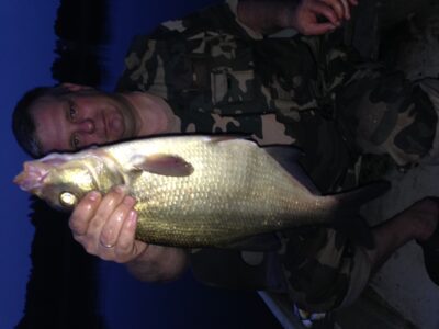 Carp bream — Ilgis