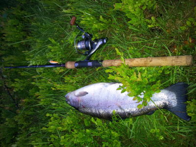 Ocean Trout, 2.2 kg