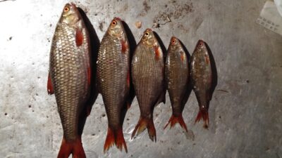 Roach ×5