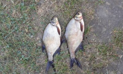 Carp bream, 0.5 kg — Lukštynas