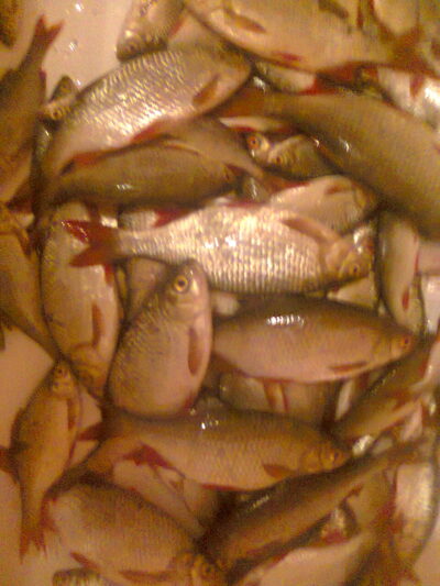 Rudd, 0.2 kg — Elektrėnai reservoir