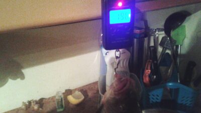 Tench, 1.9 kg