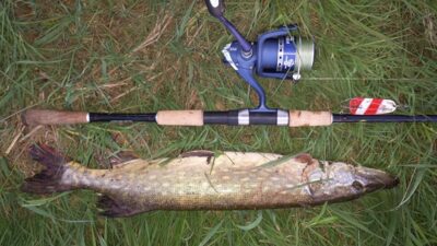Northern Pike, 1.8 kg