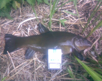 Tench, 1.5 kg — Karklėnų