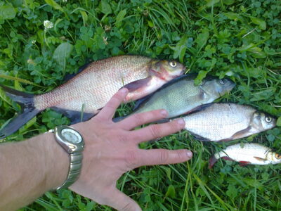 Carp bream, 0.7 kg — Ilgynas