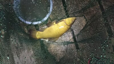 Tench, 1.0 kg — Paežerių