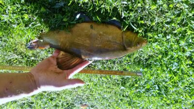 Tench, 1.4 kg