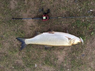 Asp, 3.6 kg — Neman River