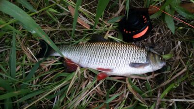 chub — Širvinta