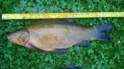 Tench, 0.8 kg