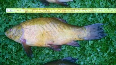 Tench, 0.8 kg
