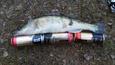 Pike perch, 2.0 kg — Baltosios Ančios HE