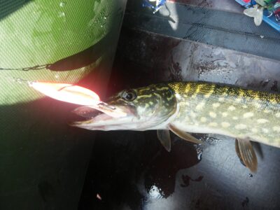 Northern Pike, 0.5 kg — Galuonai
