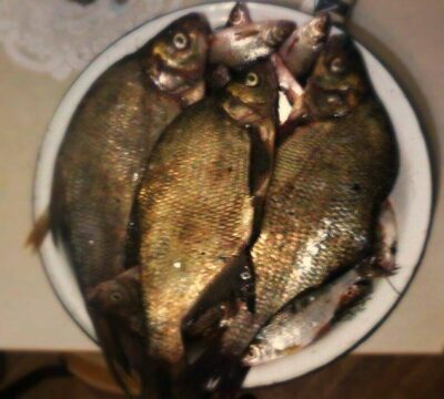 Carp bream ×3 — Kretuonykštis