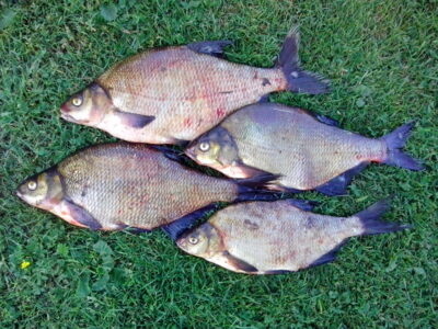 Carp bream ×4 — Šventoji