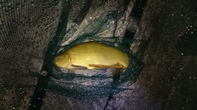 Tench, 1.2 kg — Paežerių