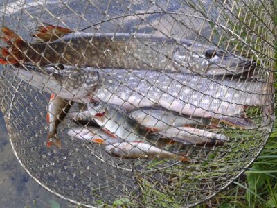 Northern Pike, 1.2 kg — Lynas