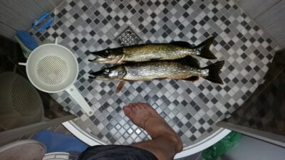 Northern Pike ×2 — Ekrano gamyklos